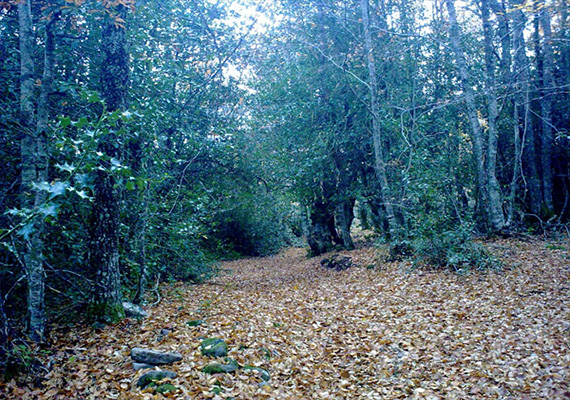 Detalle del entorno en Otoño.